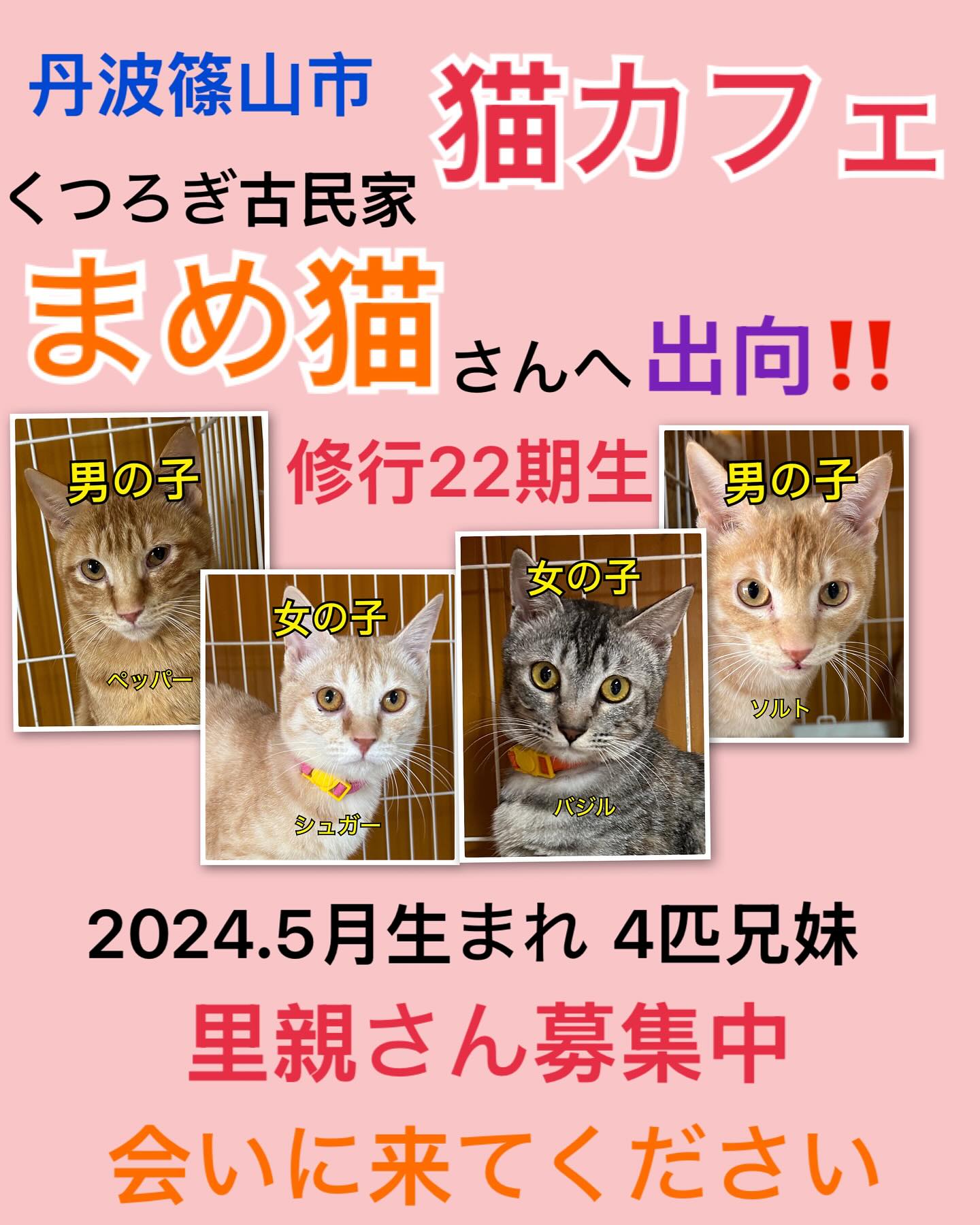 丹波篠山市猫カフェくつろぎ古民家まめ猫さん
