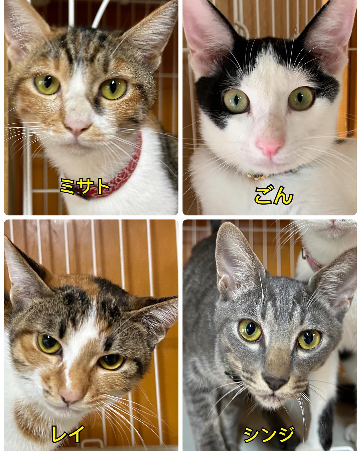NPOで保護をしている保護猫4匹兄妹が出向中です