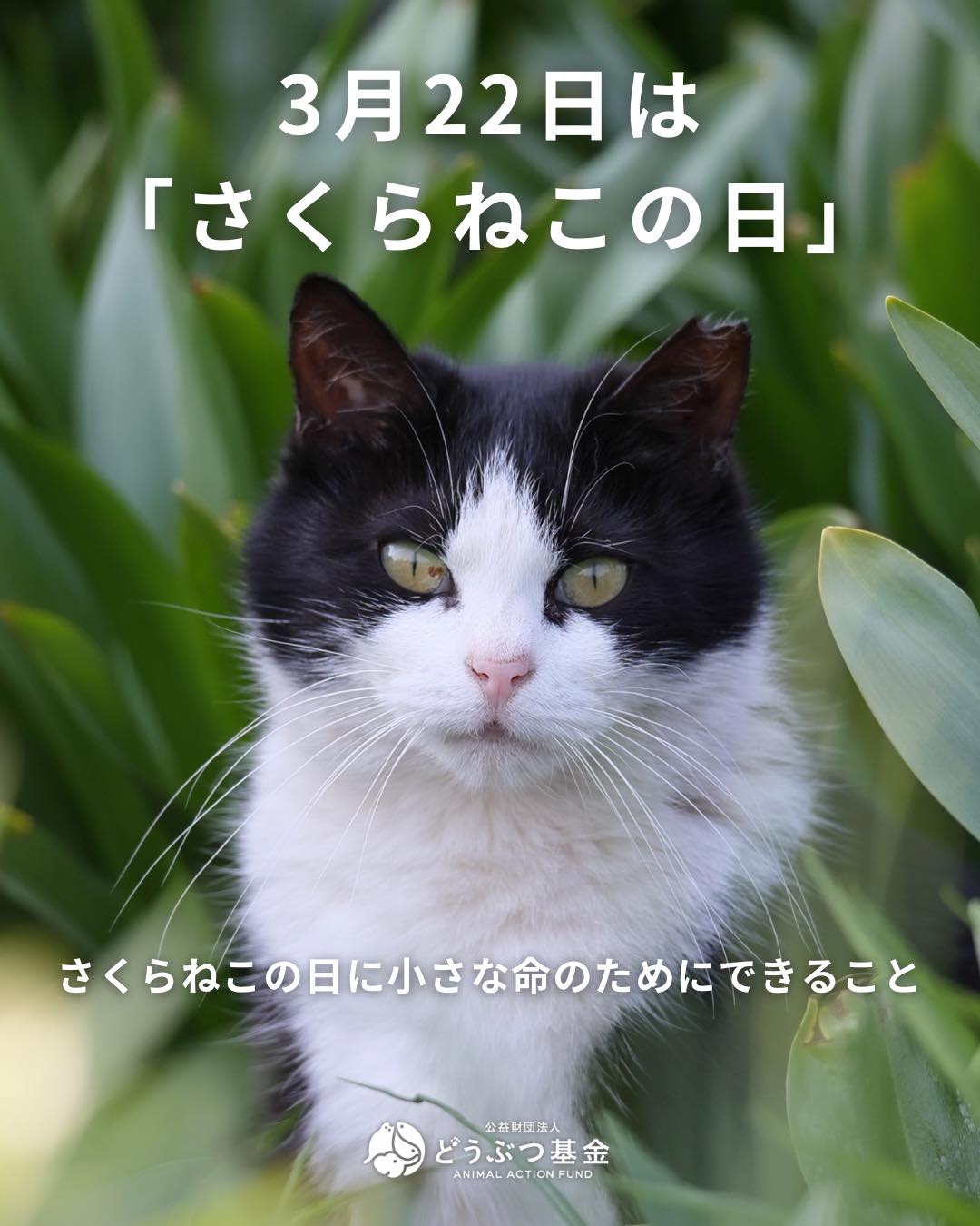 3月22日は「さくらねこの日」